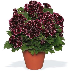 Aristo black beauty canan sardunya fidesi ithal pelargonium siyah kırmızı