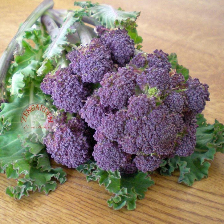 Mor brokoli tohumu Atalık broccoli purple