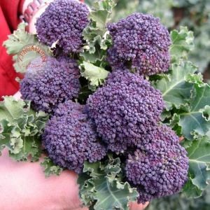 Mor brokoli tohumu Atalık broccoli purple