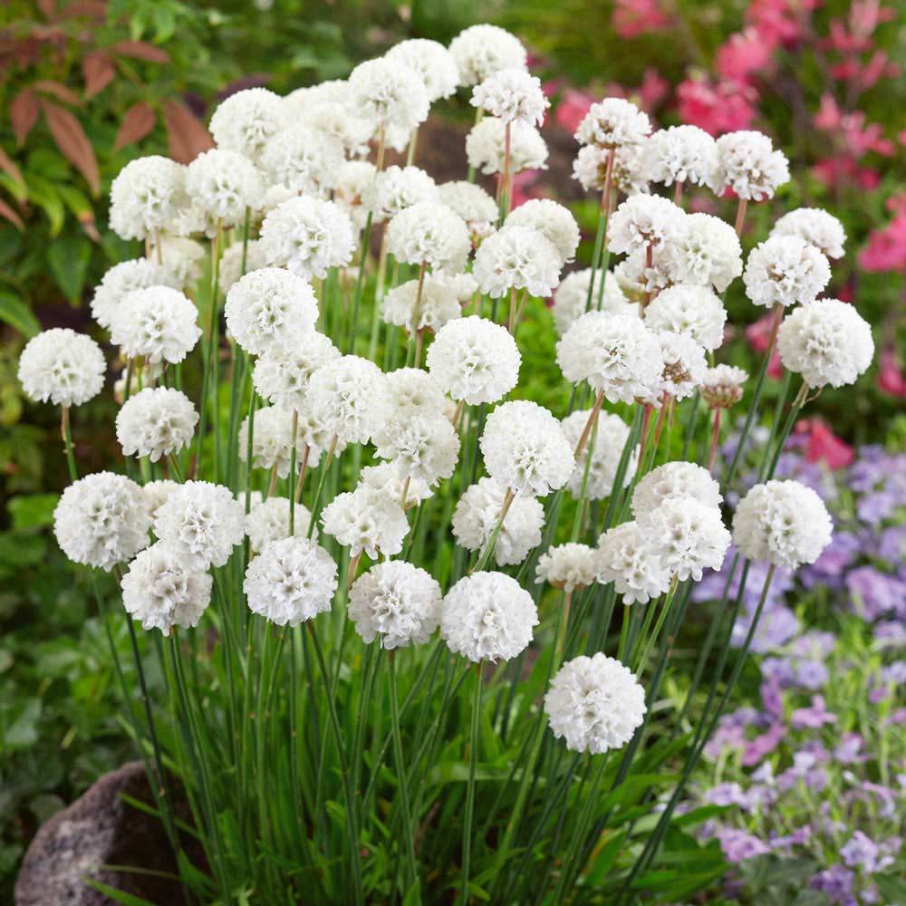 Beyaz çim karanfili iri çiçekli armeria maritima ornament
