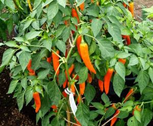 Acı bulgarian carrot chili biber tohumu bulgar havuç biberi