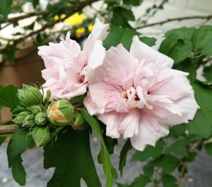 Ağaç hatmi fidanı hibiscus syriacus lady stanley