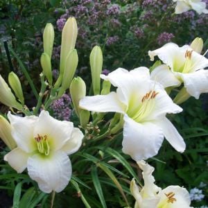 Gentle Shepherd gün güzeli çiçeği saksıda hemerocallis