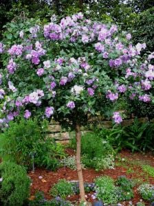 Katlı ağaç hatmi fidanı hibiscus syriacus ardens
