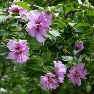 Katlı ağaç hatmi fidanı hibiscus syriacus ardens