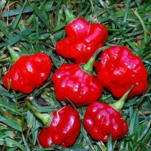 Acı kırmızı mantar biber tohumu jamaican red mushroom