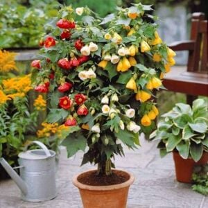 Kiremit kırmızı abutilon fidanı ağaç küpesi abutilon giants