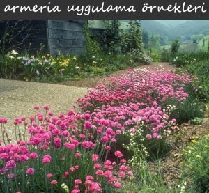 Kırmızı çim karanfili iri çiçekli armeria maritima ornament