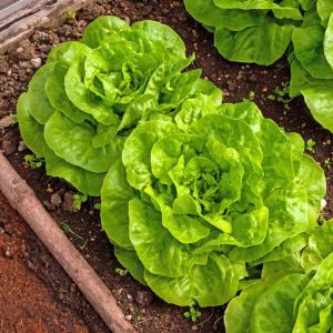Gül marul tohumu atalık bibb lettuce