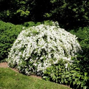 Havlu püskülü fidanı deutzia gracilis