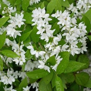 Havlu püskülü fidanı deutzia gracilis