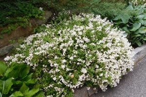 Havlu püskülü fidanı deutzia gracilis