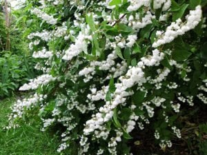 Katlı Havlu püskülü fidanı deutzia scabra