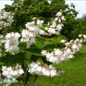 Katlı Havlu püskülü fidanı deutzia scabra