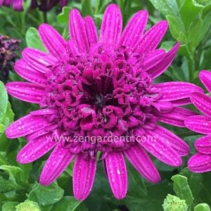 Katlı mor bodrum papatyası fidesi ithal osteospermum erato double purple