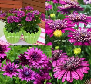 Katlı mor bodrum papatyası fidesi ithal osteospermum erato double purple