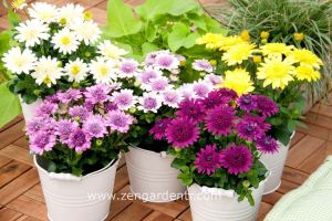 Katlı mor bodrum papatyası fidesi ithal osteospermum erato double purple