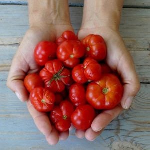 Santorini domates tohumu susuz yetiştirin