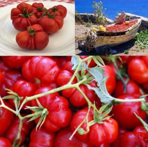 Santorini domates tohumu susuz yetiştirin