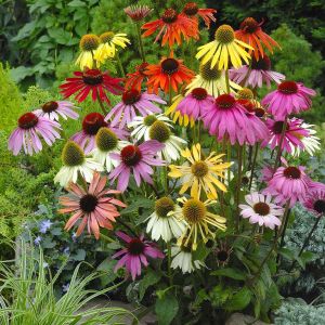 Paradiso ekinezya tohumu echinacea tall mix