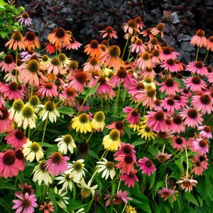 Paradiso ekinezya tohumu echinacea tall mix