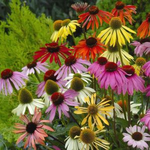 Paradiso ekinezya tohumu echinacea tall mix