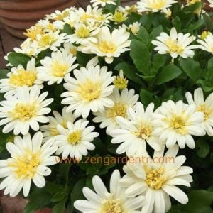 Katlı sarı bodrum papatyası fidesi ithal osteospermum erato double lemon