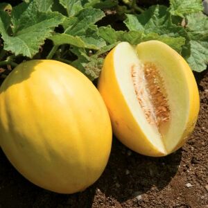 Sarı kavun tohumu geleneksel canary melon seeds heirloom