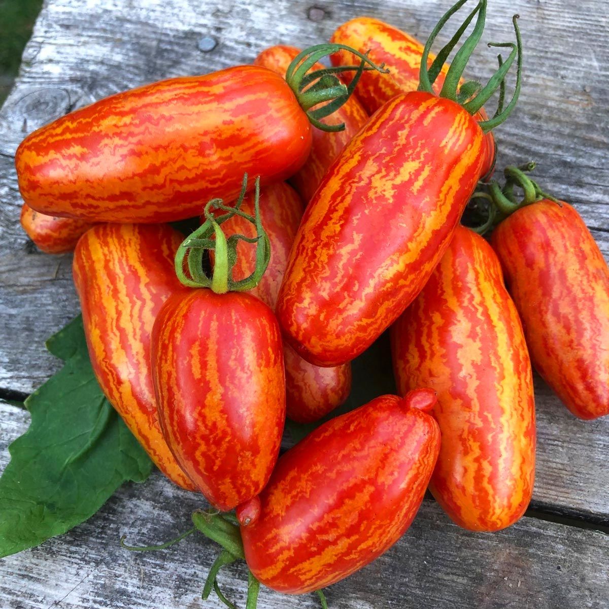 Çizgili roma domates tohumu geleneksel heirloom speckled roman tomato seeds