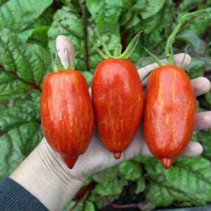 Çizgili roma domates tohumu geleneksel heirloom speckled roman tomato seeds