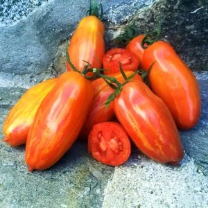 Çizgili roma domates tohumu geleneksel heirloom speckled roman tomato seeds