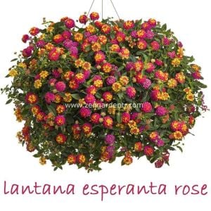 Gül renkli lantana fidesi ağaç minesi camara esperanta rose