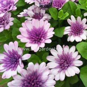 Katlı roze bodrum papatyası fidesi osteospermum