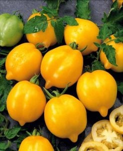 Sarı limon domates tohumu geleneksel heirloom plum lemon tomato