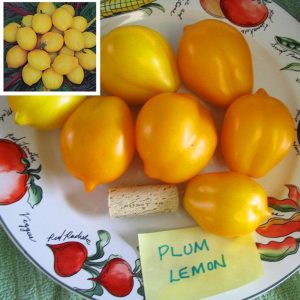 Sarı limon domates tohumu geleneksel heirloom plum lemon tomato