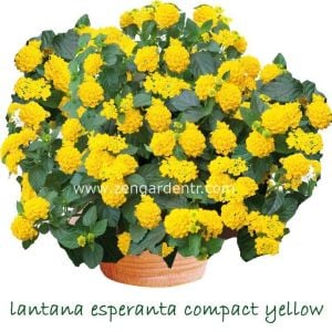 Bodur sarı lantana fidesi ağaç minesi camara esperanta compact