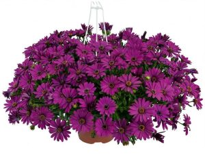 Sarkan mor bodrum papatyası fidesi osteospermum basket purple