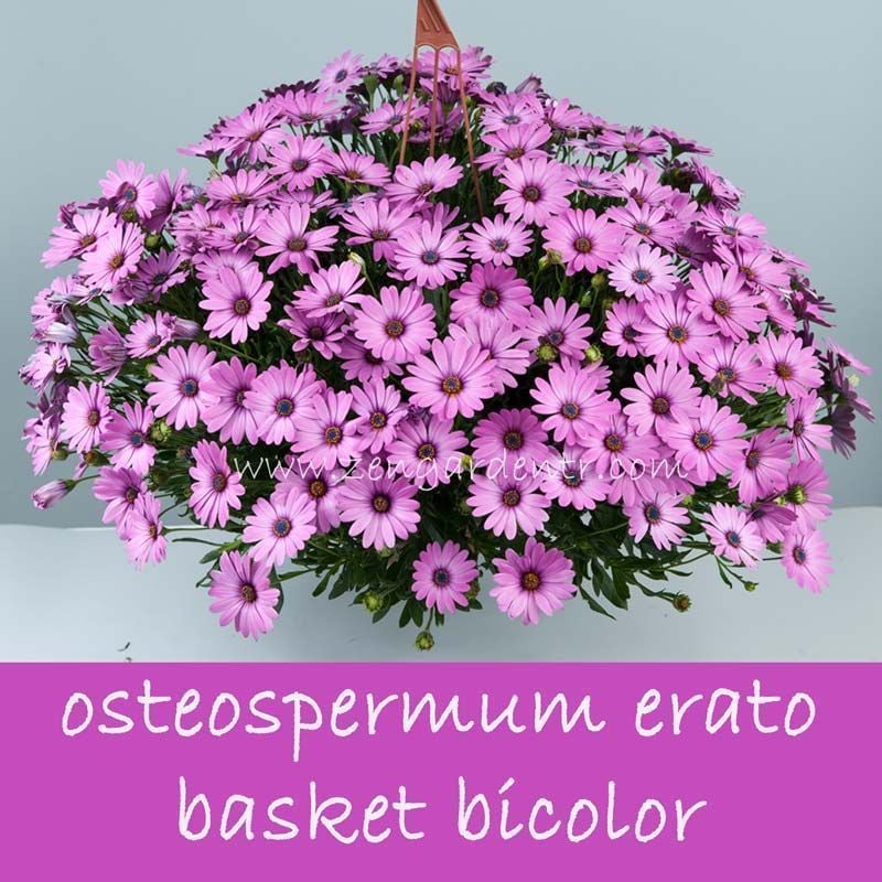 Sarkan leylak bodrum papatyası fidesi osteospermum basket rose bicolor
