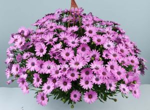 Sarkan leylak bodrum papatyası fidesi osteospermum basket rose bicolor
