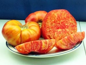 Hillbilly domatesi tohumu geleneksel hillbilly flame tomato seeds