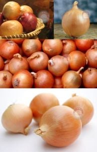 Erkenci soğan tohumu geleneksel onion texas early grano