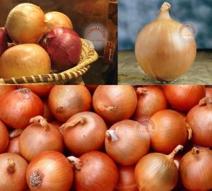 Erkenci soğan tohumu geleneksel onion texas early grano