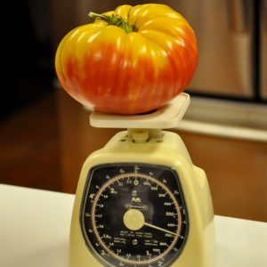 Gökkuşağı domates tohumu geleneksel heirloom big rainbow tomato seeds