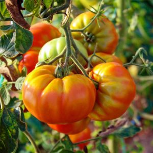 Gökkuşağı domates tohumu geleneksel heirloom big rainbow tomato seeds