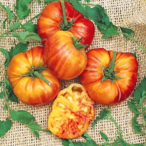 Gökkuşağı domates tohumu geleneksel heirloom big rainbow tomato seeds