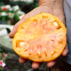 Gökkuşağı domates tohumu geleneksel heirloom big rainbow tomato seeds