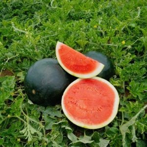 Siyah elmas karpuz tohumu geleneksel watermelon black diamond