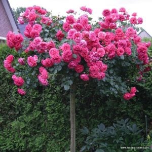 Rosarium Uetersen ® baston gül fidanı 120+ cm 3+ yaş