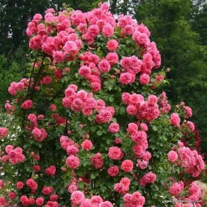 Rosarium Uetersen ® baston gül fidanı 120+ cm 3+ yaş