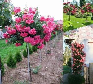 Rosarium Uetersen ® baston gül fidanı 120+ cm 3+ yaş